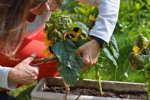 Professional landscape planning for an Euston property